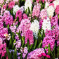 Hyacinth - Sweet Berries Mix