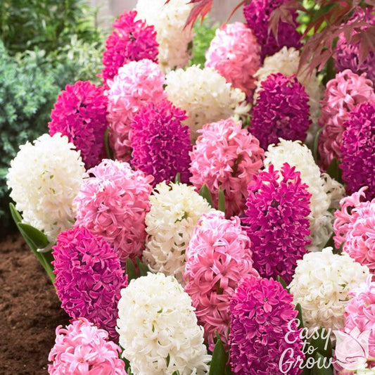 Hyacinth - Sweet Berries Mix