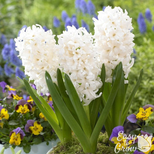 Hyacinth - White Pearl