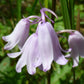 Spanish Bluebell Dainty Maid Pink Bulbs Blooms Species Growing Bonsai Roots Rhizomes Corms Tubers Potted Planting Reblooming Fragrant Garden Flower Seeds Plant Gardening Grape Hyacinth