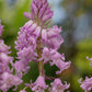 Spanish Bluebell Dainty Maid Pink Bulbs Blooms Species Growing Bonsai Roots Rhizomes Corms Tubers Potted Planting Reblooming Fragrant Garden Flower Seeds Plant Gardening Grape Hyacinth