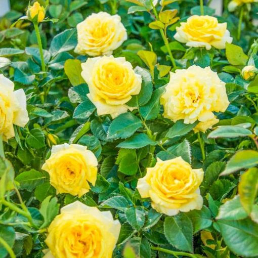 Climbing Rose Seedlings Flower Seeds Perennial Growing Bonsai Corms Tubers Potted Planting Reblooming Fragrant Garden Roots Rhizomes Species Blooms Plant Bulbs Gardening Tree