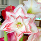 Blossom Peacock Amaryllis Hippeastrum Blooms Species Growing Bonsai Bulbs Roots Rhizomes Corms Tubers Potted Planting Reblooming Fragrant Garden Flower Seeds Plant  Size 12-16cm