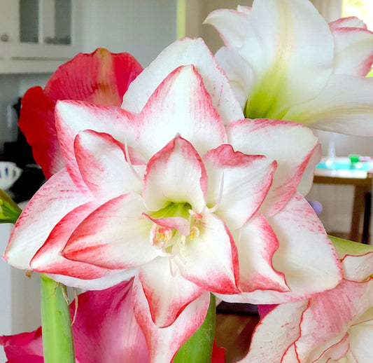 Blossom Peacock Amaryllis Hippeastrum Blooms Species Growing Bonsai Bulbs Roots Rhizomes Corms Tubers Potted Planting Reblooming Fragrant Garden Flower Seeds Plant  Size 12-16cm