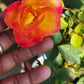 Alinka Rose Plant Seedlings Flower Seeds Perennial Growing Bonsai Corms Tubers Potted Planting Reblooming Fragrant Garden Roots Rhizomes Species Blooms Bulbs Gardening Tree