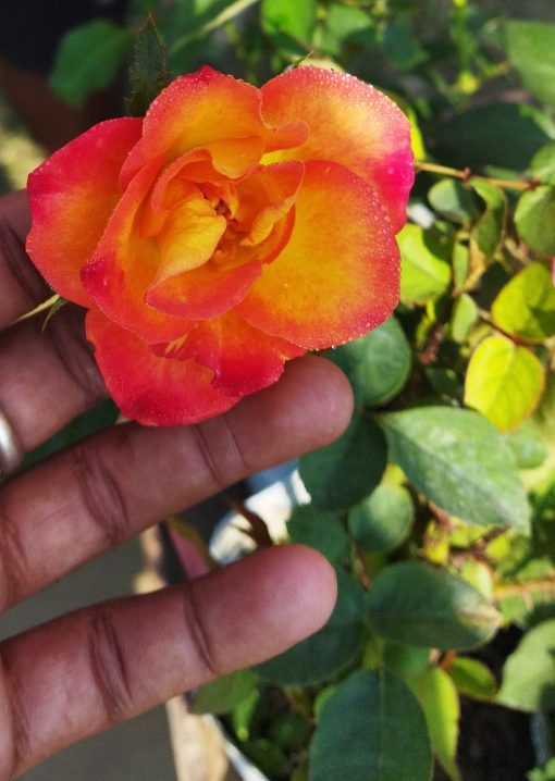 Alinka Rose Plant Seedlings Flower Seeds Perennial Growing Bonsai Corms Tubers Potted Planting Reblooming Fragrant Garden Roots Rhizomes Species Blooms Bulbs Gardening Tree