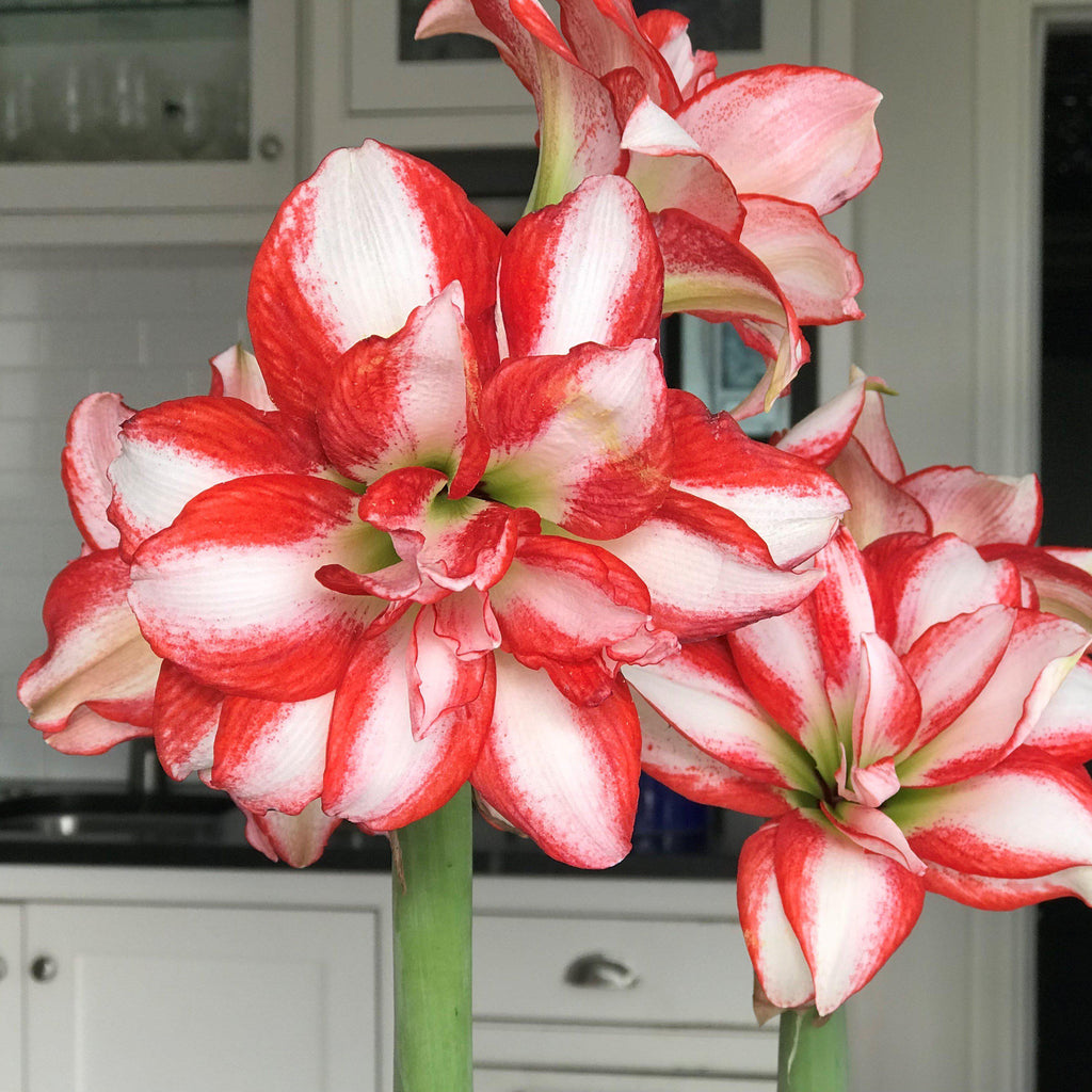 Exotic Peacock Amaryllis Hippeastrum Blooms Species Growing Bonsai Bulbs Roots Rhizomes Corms Tubers Potted Planting Reblooming Fragrant Garden Flower Seeds Plant  Size 12-16cm
