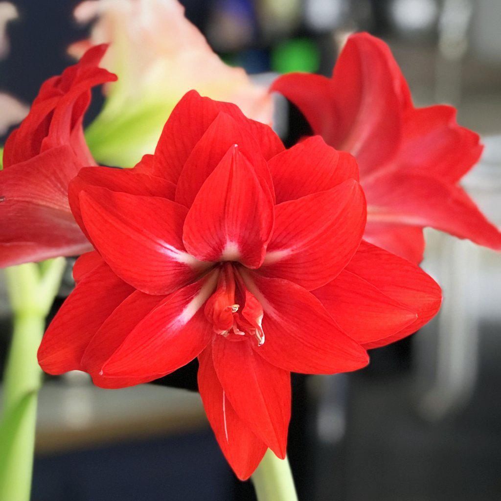Red Peacock Amaryllis Hippeastrum Blooms Species Growing Bonsai Bulbs Roots Rhizomes Corms Tubers Potted Planting Reblooming Fragrant Garden Flower Seeds Plant  Size 12-16cm