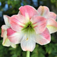 Apple Blossom Amaryllis Hippeastrum Blooms Species Growing Bonsai Bulbs Roots Rhizomes Corms Tubers Potted Planting Reblooming Fragrant Garden Flower Seeds Plant  Size 12-16cm