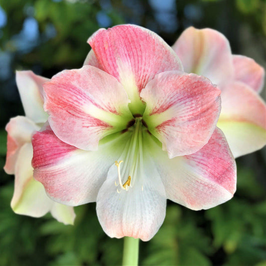 Apple Blossom Amaryllis Hippeastrum Blooms Species Growing Bonsai Bulbs Roots Rhizomes Corms Tubers Potted Planting Reblooming Fragrant Garden Flower Seeds Plant  Size 12-16cm