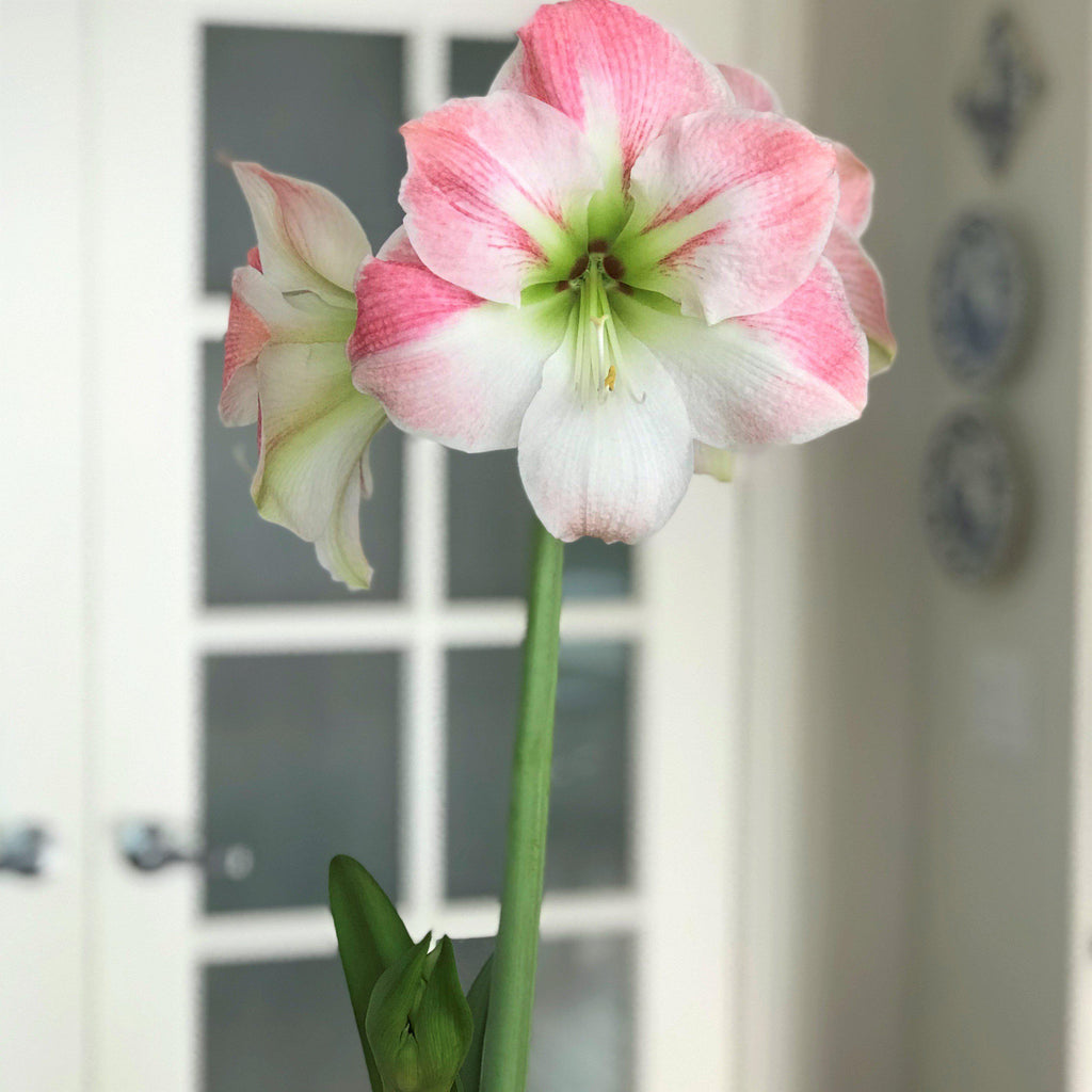 Apple Blossom Amaryllis Hippeastrum Blooms Species Growing Bonsai Bulbs Roots Rhizomes Corms Tubers Potted Planting Reblooming Fragrant Garden Flower Seeds Plant  Size 12-16cm