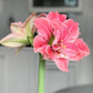 Sweet Nymph Amaryllis Hippeastrum Blooms Species Growing Bonsai Bulbs Roots Rhizomes Corms Tubers Potted Planting Reblooming Fragrant Garden Flower Seeds Plant  Size 12-16cm