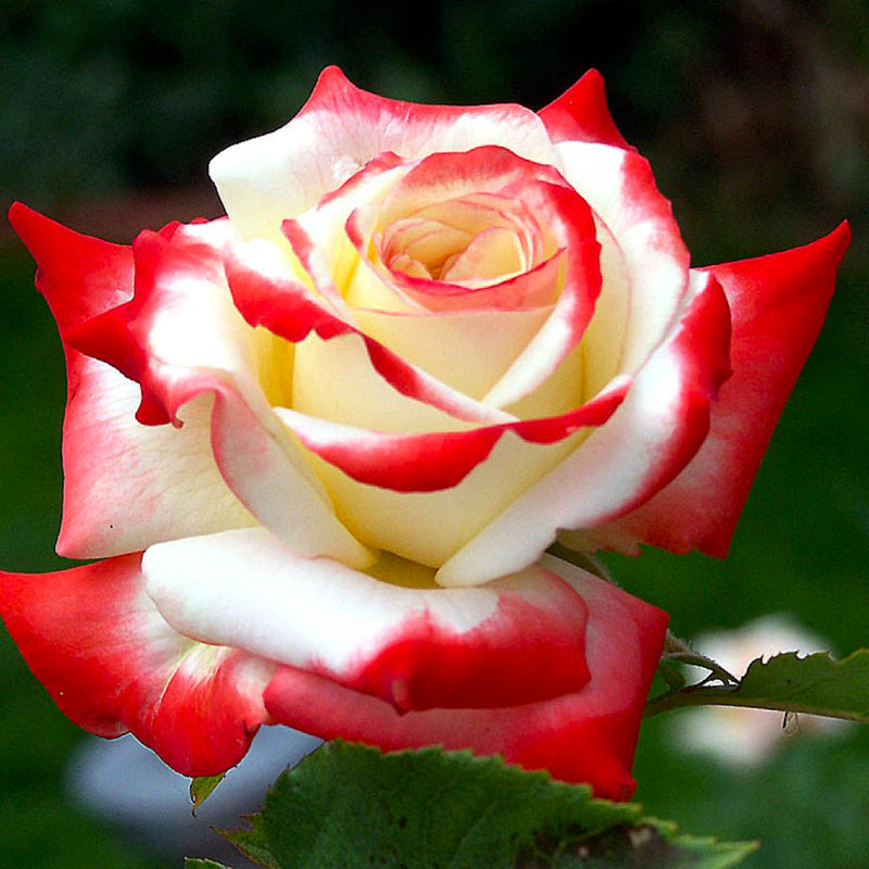 Queen Farrah Rose Seedlings Flower Seeds Perennial Growing Bonsai Corms Tubers Potted Planting Reblooming Fragrant Garden Roots Rhizomes Species Blooms Plant Bulbs Gardening Tree
