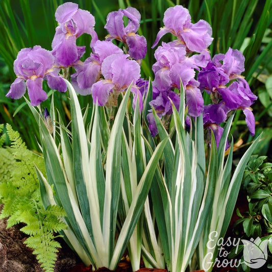 Iris Pallida - Variegata White Potted Plant