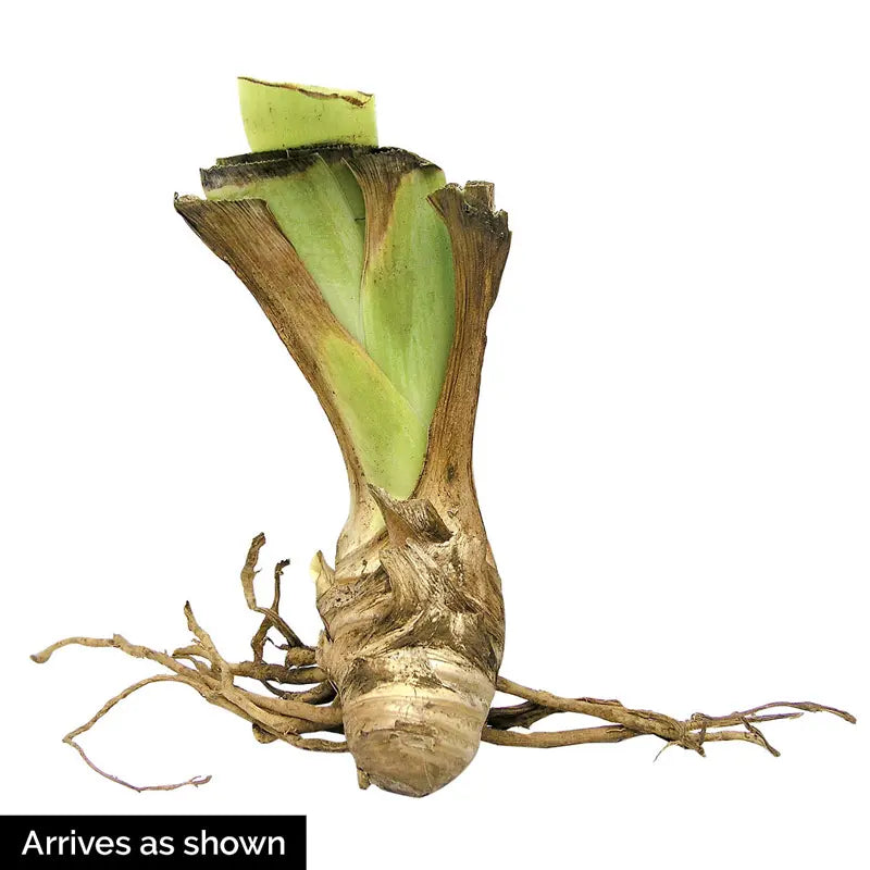 Iris_Rhizome_Bulb_SAS_31923.psd