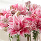 Lilium - Oriental Roselily Isabella