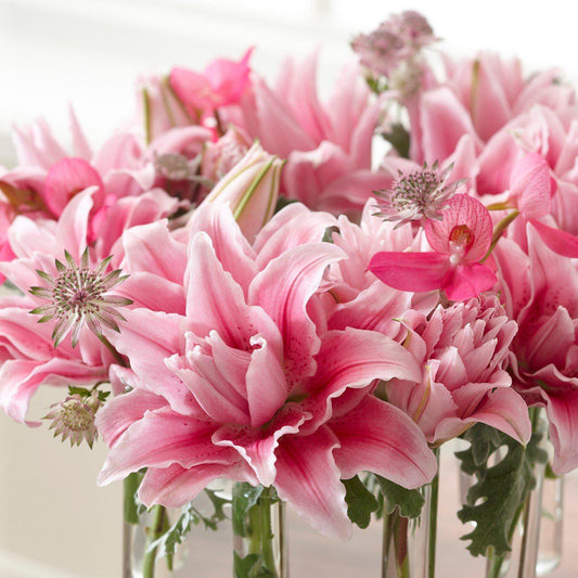 Lilium - Oriental Roselily Isabella