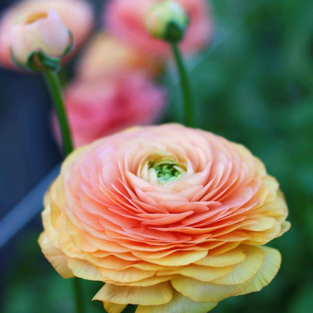 Salmon Ranunculus Corms Bulbs Persian Buttercup Growing Bonsai Roots Rhizomes Tubers Potted Planting Reblooming Fragrant Garden Species Blooms Flower Seeds Plant Gardening