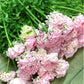 Ranunculus Bulbs Mignon Corms Growing Bonsai Roots Rhizomes Tubers Potted Planting Reblooming Fragrant Garden Species Blooms Flower Seeds Plant Gardening