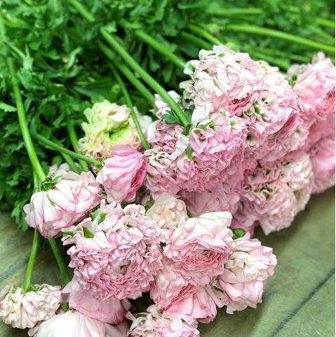Ranunculus Bulbs Mignon Corms Growing Bonsai Roots Rhizomes Tubers Potted Planting Reblooming Fragrant Garden Species Blooms Flower Seeds Plant Gardening