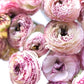 Bianco Striato Ranunculus Corms Bulbs Growing Bonsai Roots Rhizomes Tubers Potted Planting Reblooming Fragrant Garden Species Blooms Flower Seeds Plant Gardening