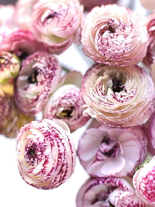 Bianco Striato Ranunculus Corms Bulbs Growing Bonsai Roots Rhizomes Tubers Potted Planting Reblooming Fragrant Garden Species Blooms Flower Seeds Plant Gardening