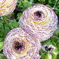 Bianco Striato Ranunculus Corms Bulbs Growing Bonsai Roots Rhizomes Tubers Potted Planting Reblooming Fragrant Garden Species Blooms Flower Seeds Plant Gardening