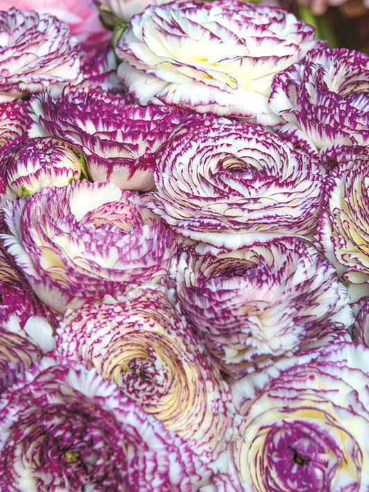Bianco Striato Ranunculus Corms Bulbs Growing Bonsai Roots Rhizomes Tubers Potted Planting Reblooming Fragrant Garden Species Blooms Flower Seeds Plant Gardening