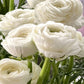 Bianco Ranunculus Bulbs Corms Growing Bonsai Roots Rhizomes Tubers Potted Planting Reblooming Fragrant Garden Species Blooms Flower Seeds Plant Gardening