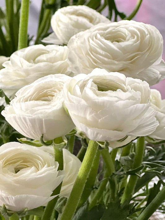 Bianco Ranunculus Bulbs Corms Growing Bonsai Roots Rhizomes Tubers Potted Planting Reblooming Fragrant Garden Species Blooms Flower Seeds Plant Gardening