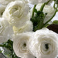Bianco Ranunculus Bulbs Corms Growing Bonsai Roots Rhizomes Tubers Potted Planting Reblooming Fragrant Garden Species Blooms Flower Seeds Plant Gardening