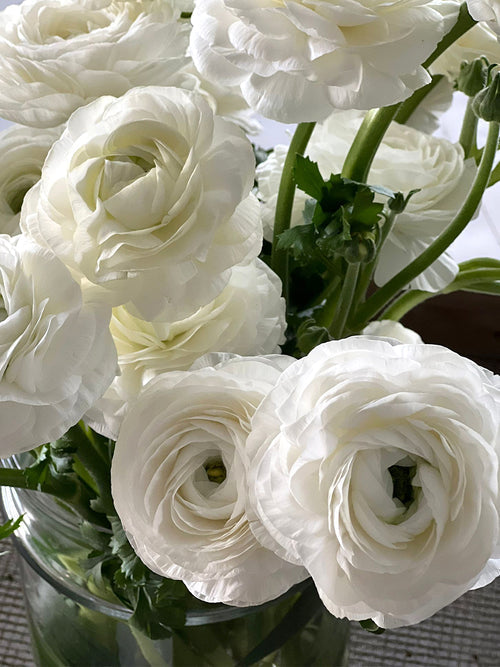 Bianco Ranunculus Bulbs Corms Growing Bonsai Roots Rhizomes Tubers Potted Planting Reblooming Fragrant Garden Species Blooms Flower Seeds Plant Gardening