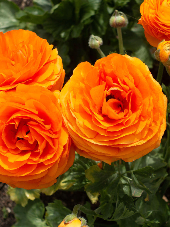 Ranunculus Clementine Corms Bulbs Growing Bonsai Roots Rhizomes Tubers Potted Planting Reblooming Fragrant Garden Species Blooms Flower Seeds Plant Gardening