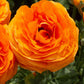 Ranunculus Clementine Corms Bulbs Growing Bonsai Roots Rhizomes Tubers Potted Planting Reblooming Fragrant Garden Species Blooms Flower Seeds Plant Gardening