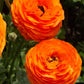 Ranunculus Clementine Corms Bulbs Growing Bonsai Roots Rhizomes Tubers Potted Planting Reblooming Fragrant Garden Species Blooms Flower Seeds Plant Gardening