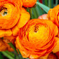 Ranunculus Clementine Corms Bulbs Growing Bonsai Roots Rhizomes Tubers Potted Planting Reblooming Fragrant Garden Species Blooms Flower Seeds Plant Gardening