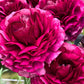 Ranunculus Bulbs Nero Corms Growing Bonsai Roots Rhizomes Tubers Potted Planting Reblooming Fragrant Garden Species Blooms Flower Seeds Plant Gardening