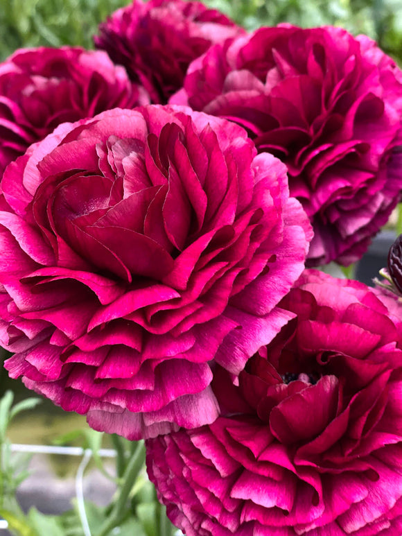 Ranunculus Bulbs Nero Corms Growing Bonsai Roots Rhizomes Tubers Potted Planting Reblooming Fragrant Garden Species Blooms Flower Seeds Plant Gardening