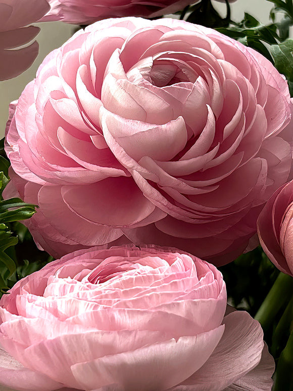 Rosa Chiaro Ranunculus Corms Bulbs Persian Buttercup Growing Bonsai Roots Rhizomes Tubers Potted Planting Reblooming Fragrant Garden Species Blooms Flower Seeds Plant Gardening