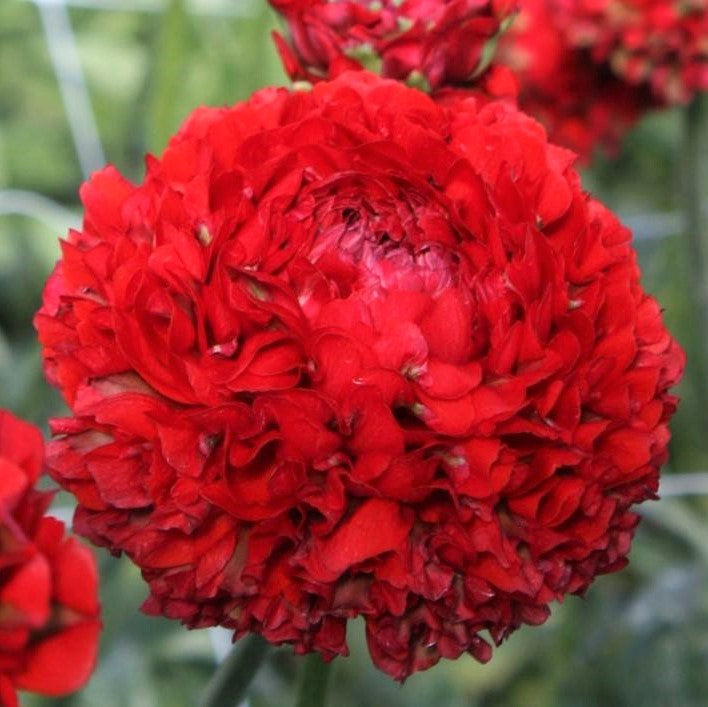 Red Ranunculus  Corms Bulbs Growing Bonsai Roots Rhizomes Tubers Potted Planting Reblooming Fragrant Garden Species Blooms Flower Seeds Plant Gardening