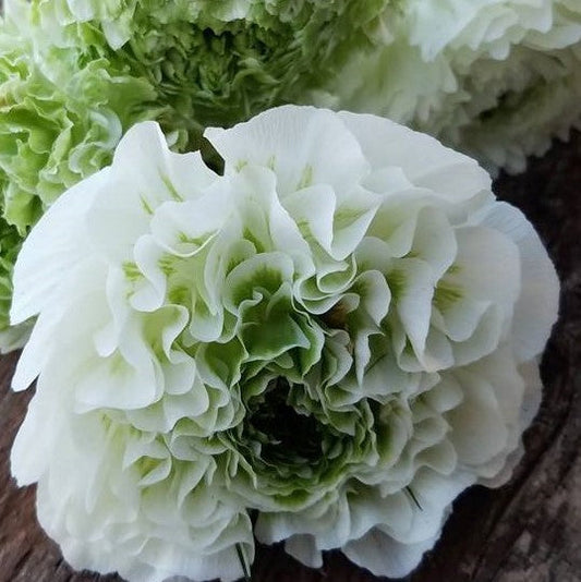 Cloni Pon Pon 'Igloo' Ranunculus Bulbs Corms Growing Bonsai Roots Rhi –  Easytogrowbulb