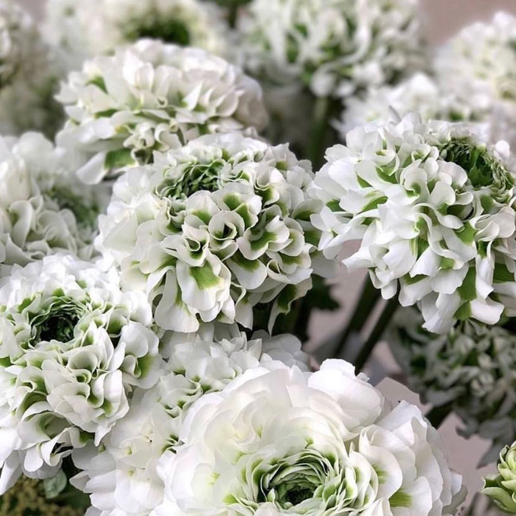 bonsai pon pon Cloni Pon Pon 'Igloo' Ranunculus Bulbs Corms Growing Bonsai Roots Rhi –  Easytogrowbulb