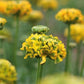Cloni Pon Pon 'Merlino' Ranunculus  Corms Bulbs Growing Bonsai Roots Rhizomes Tubers Potted Planting Reblooming Fragrant Garden Species Blooms Flower Seeds Plant Gardening