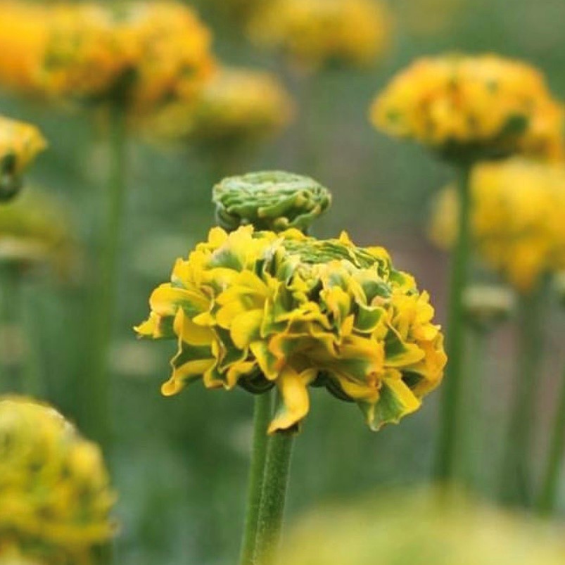 Cloni Pon Pon 'Merlino' Ranunculus  Corms Bulbs Growing Bonsai Roots Rhizomes Tubers Potted Planting Reblooming Fragrant Garden Species Blooms Flower Seeds Plant Gardening
