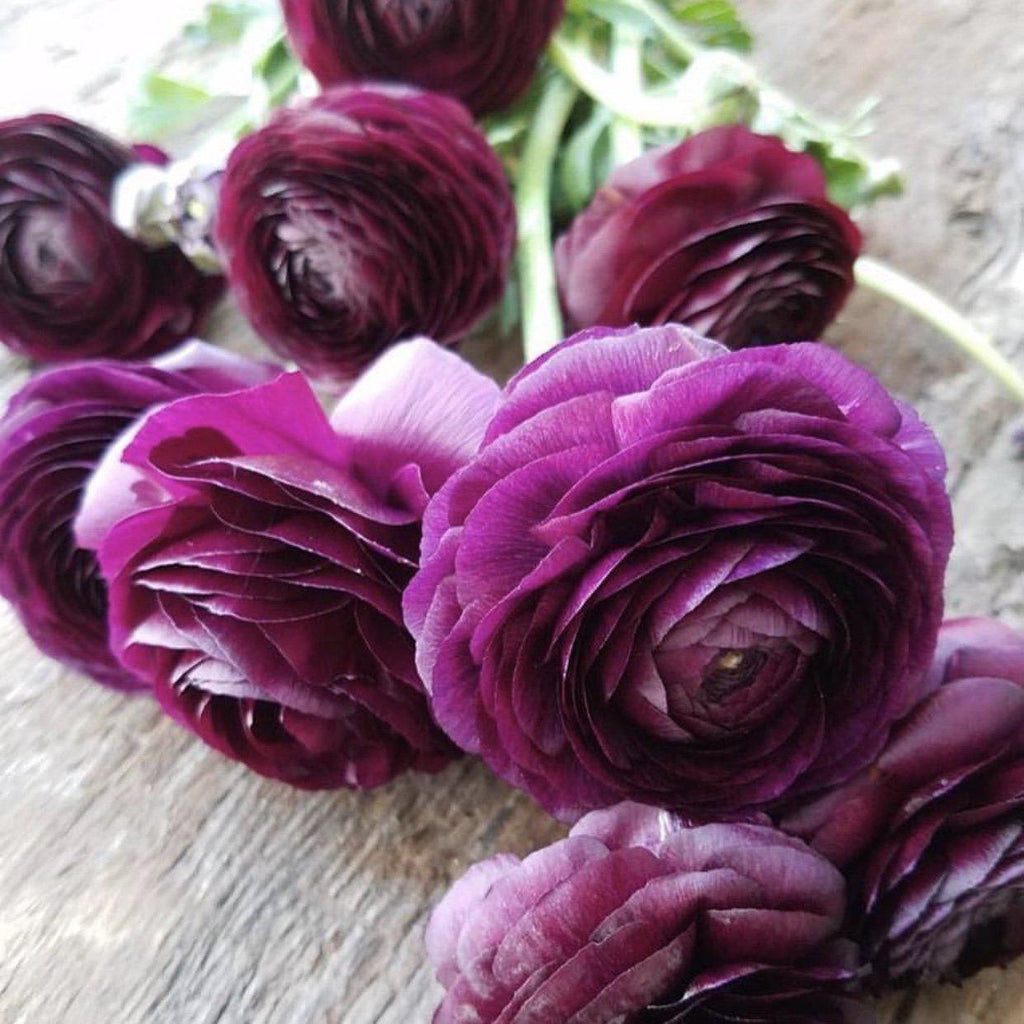 Ranunculus Dark purple Corms Bulbs Growing Bonsai Roots Rhizomes Tubers Potted Planting Reblooming Fragrant Garden Species Blooms Flower Seeds Plant Gardening