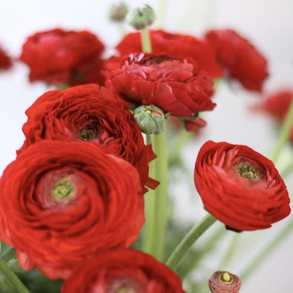 Red Ranunculus Corms Bulbs Persian Buttercup Growing Bonsai Roots Rhizomes Tubers Potted Planting Reblooming Fragrant Garden Species Blooms Flower Seeds Plant Gardening