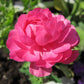 Rosa Ranunculus Corms Bulbs Persian Buttercup Growing Bonsai Roots Rhizomes Tubers Potted Planting Reblooming Fragrant Garden Species Blooms Flower Seeds Plant Gardening
