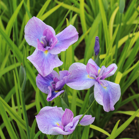 Japanese Iris - Geisha Girl