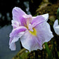 Japanese Iris - Pink Lady
