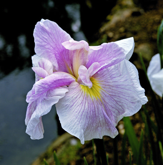 Japanese Iris - Pink Lady